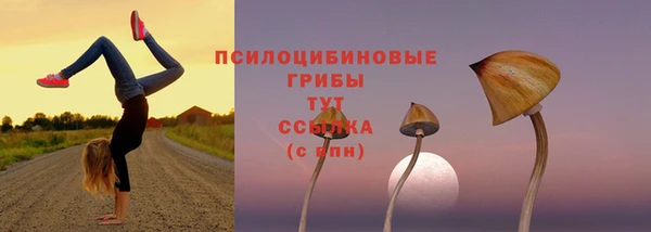 крисы Магадан